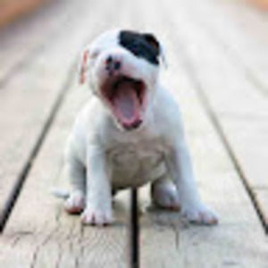 Meet your Posher, Ava lynn